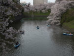 東京の桜散策・千鳥ヶ淵の桜とボート