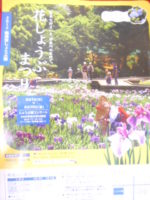 横須賀のしょうぶ園が見ごろのようですよ～～